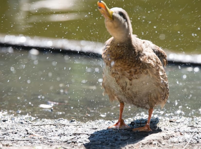 A duckling in Amsterdam's Westerpark