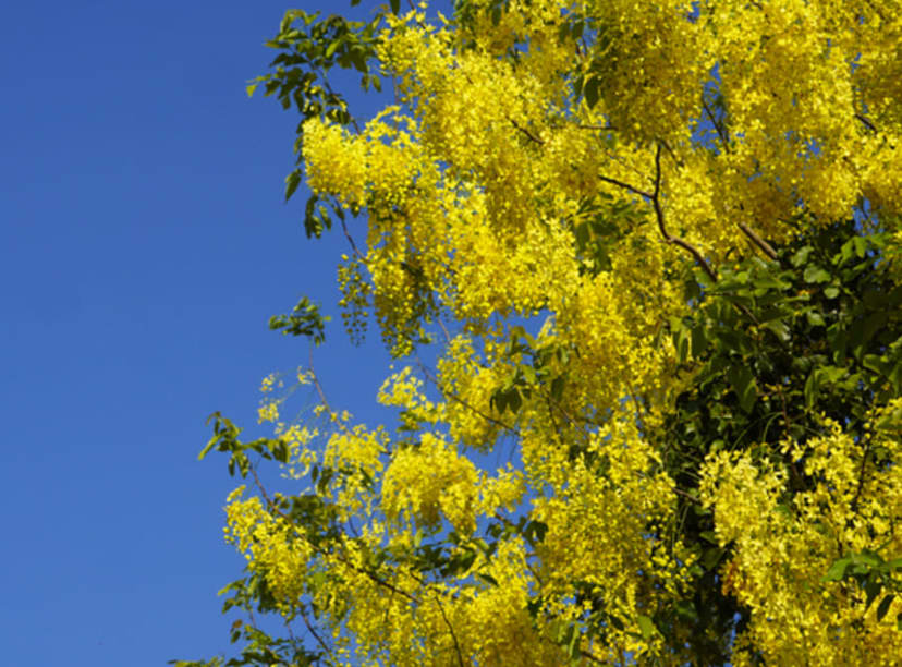 The bright yellow blossoms of Thailand's national tree.