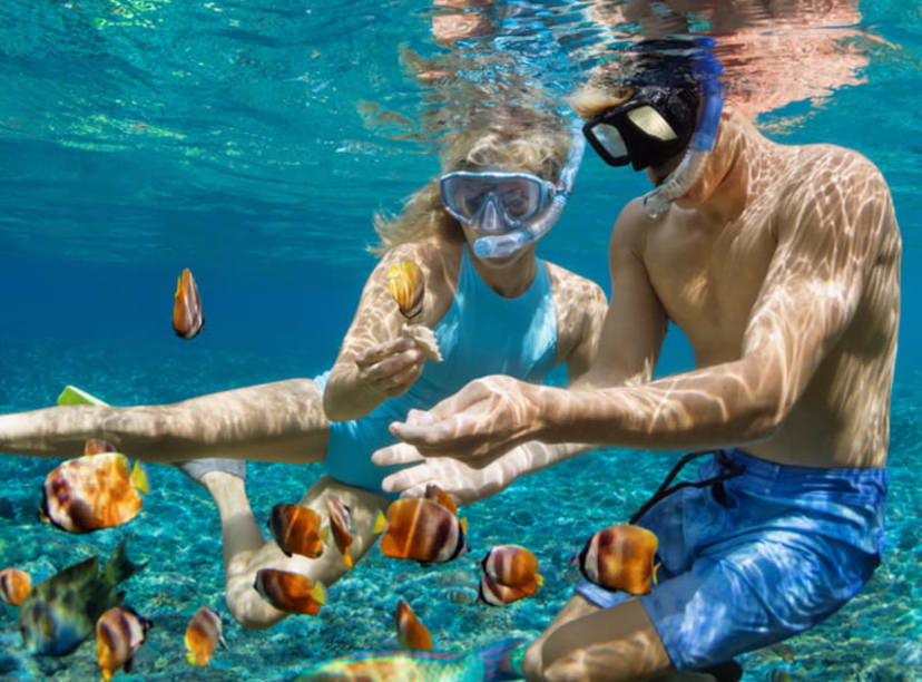 Snorkelling couple encountering tropical fish.