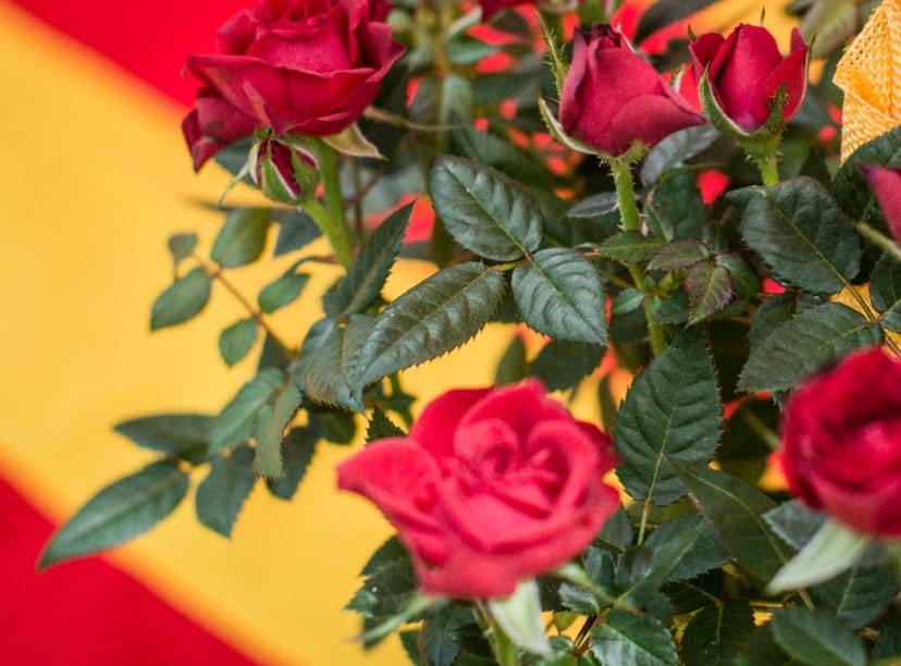 Bunch of roses in front of a Catalan flag