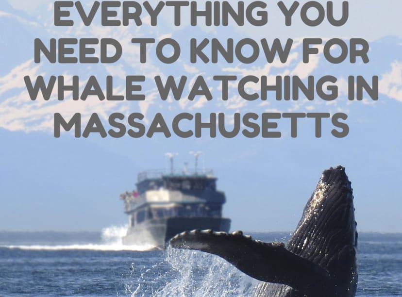 Whale-Watching-in-MA.png