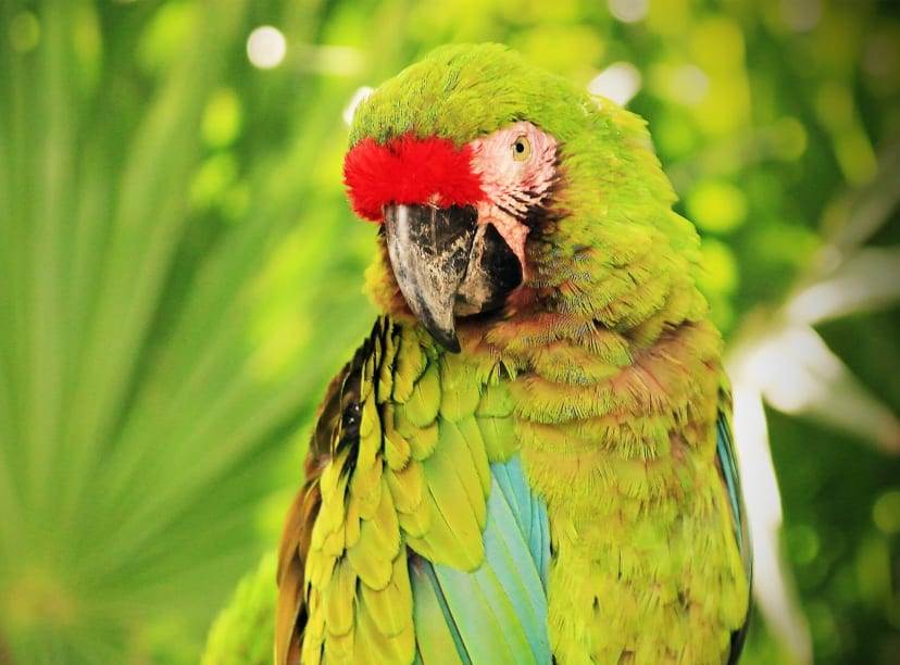 A parrot in the jungle of Cancun