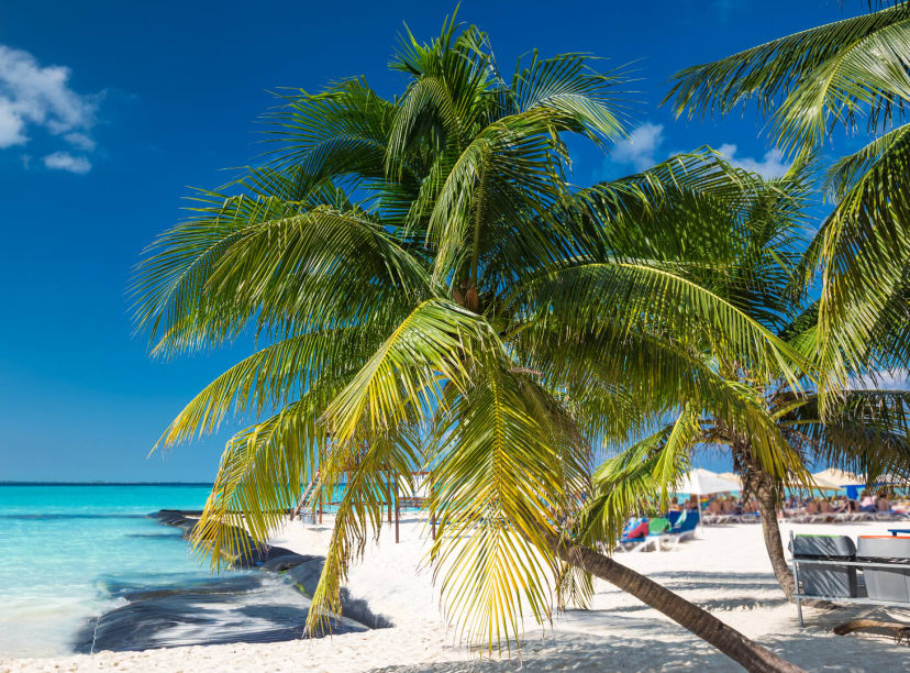 A palm tree provides natural shade on a white sand beach in Cancun