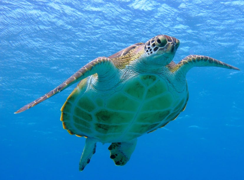 A turtle in the shallows of Cancun