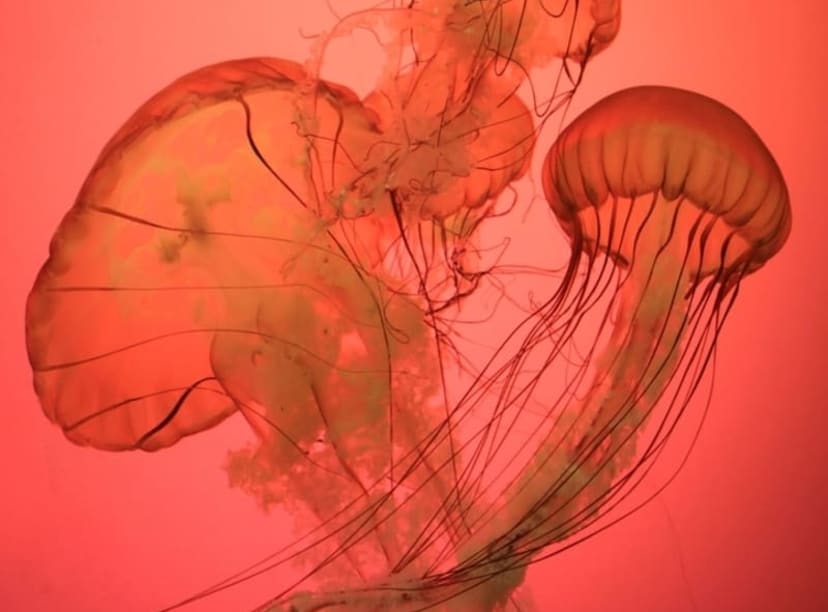 Jellyfish dancing in the water at the Shedd Aquarium in Chicago.