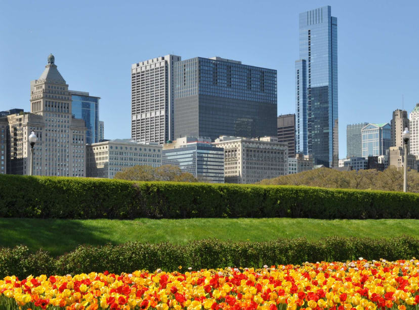 The Chicago skyline with a foreground of spring bulbs