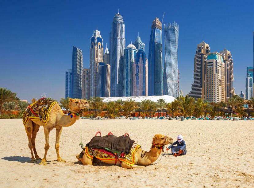 Camels on the beach in front of Dubai's downtown skyscrapers
