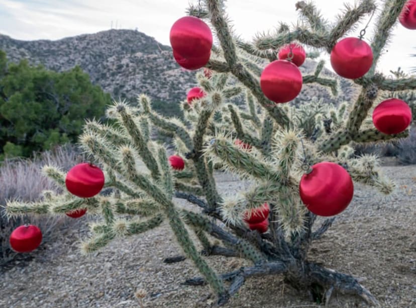 Bright red baubles hanging from a cactus in the Mojave Desert near Las vegas