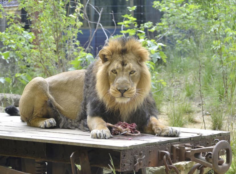 London Zoo