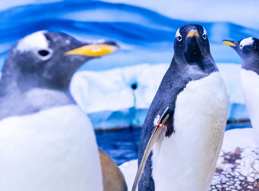 Gentoo penguins at SEA LIFE London Aquarium. Image credit: Merlin.