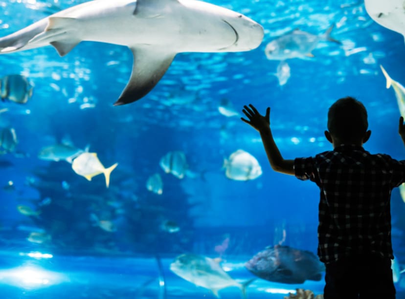 Best Aquariums in Los Angeles
