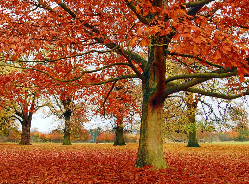 Choses à faire à Dublin en automne