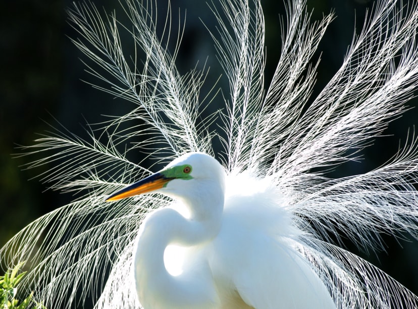 Ave en Gatorland, Orlando