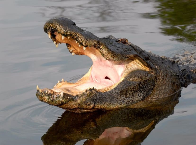 gatorland orlando