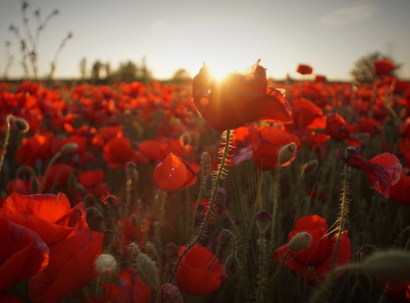 Armistice Day Paris