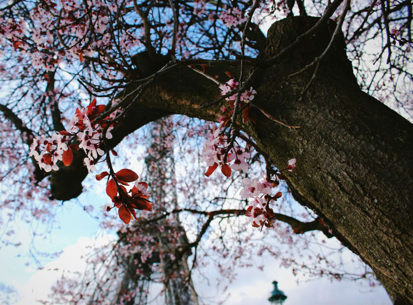 Paris in March