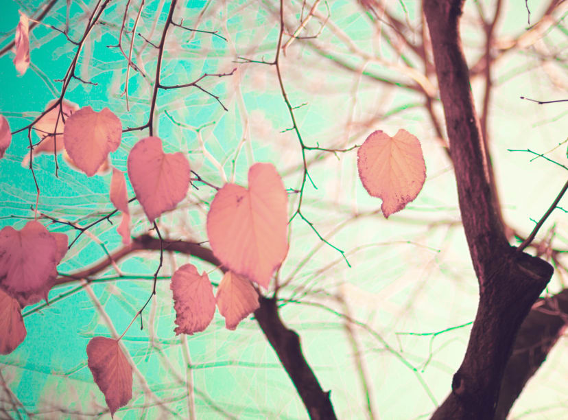 Heart-shaped leaves hang from a Paris tree