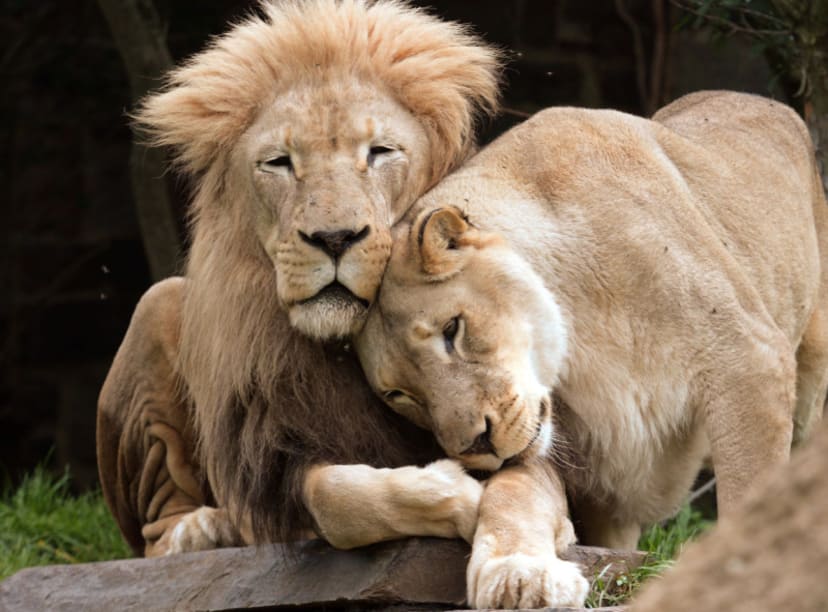 lions at Philadelphia zoo