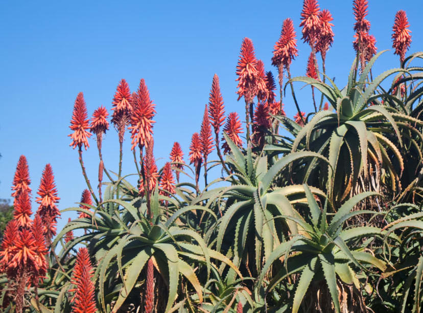 Bright orange flower stalks in Balboa Park, San Diego