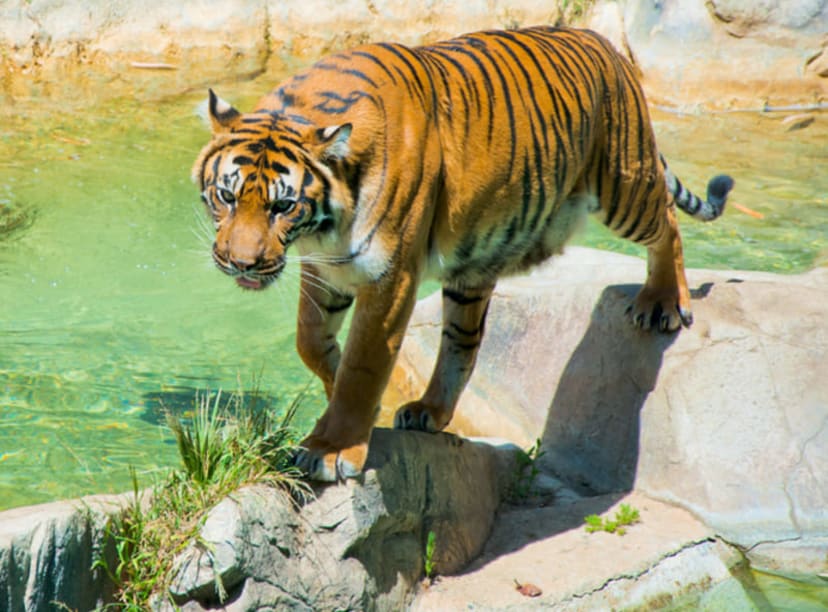 Royal Bengal tiger in its enclosure at LA Zoo.