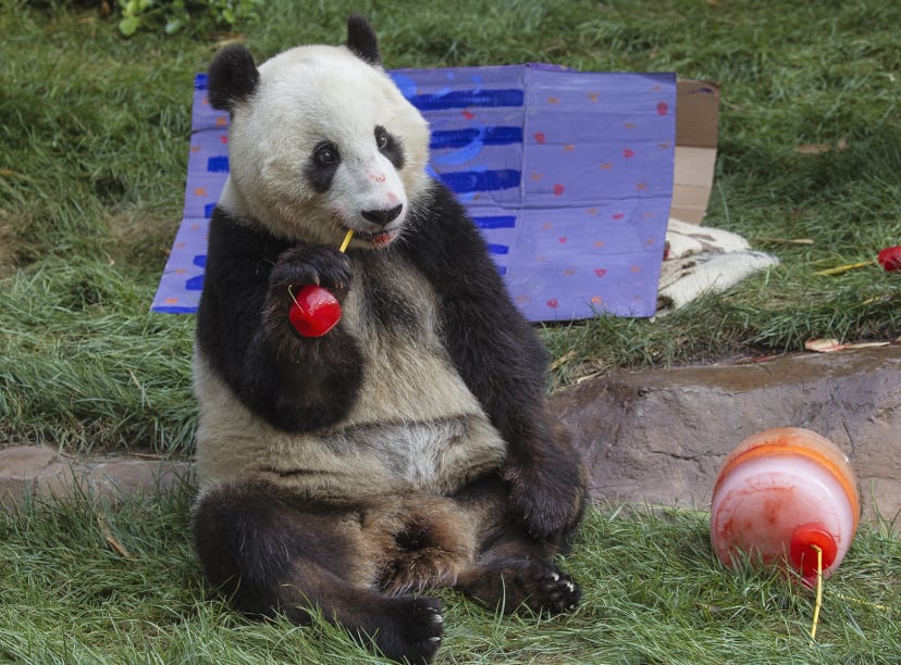 PandaXiaoLiwuFourthBday_7-29-16med.jpg