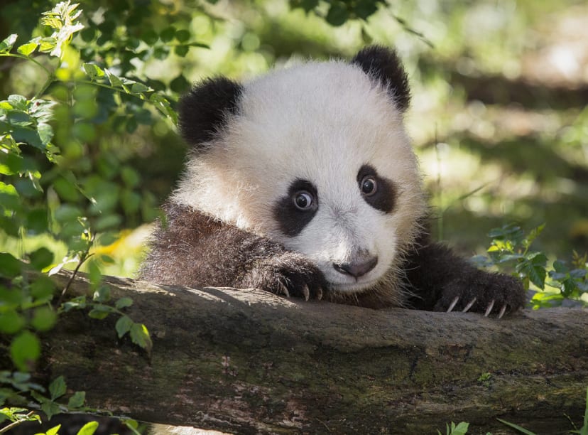 rsz_baby_panda_-_san_diego_zoo.jpg