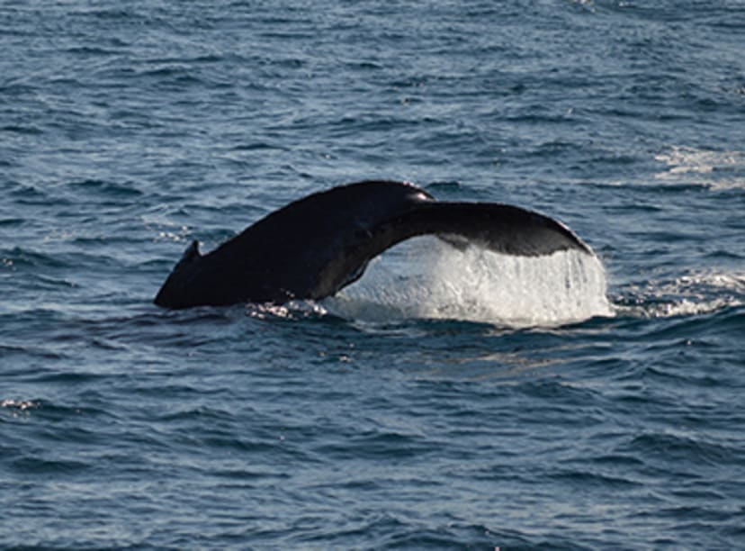 Whale watching in San Diego