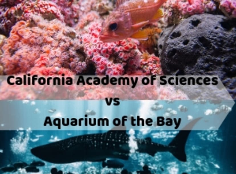 Compare California Academy of Sciences vs. Aquarium of the Bay in San Francisco