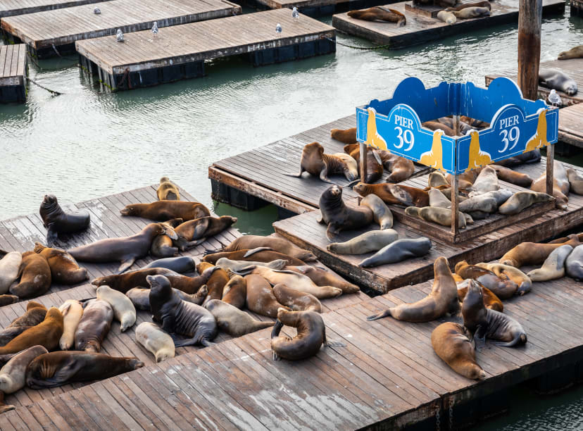 Les otaries de Pier 39