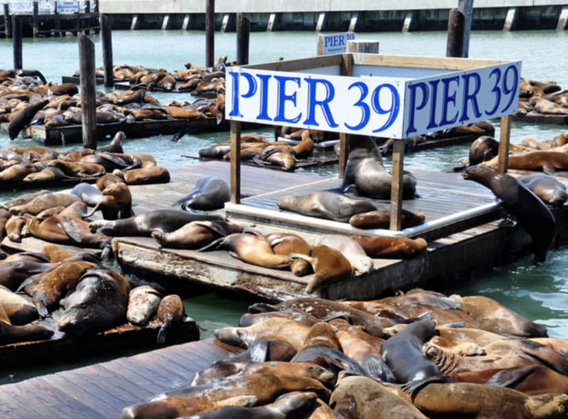 Sea lions at Pier 39 in Fisherman's Wharf, San Francisco