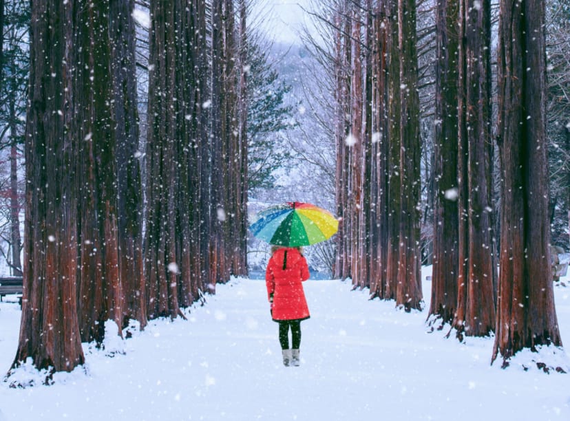 woman with colorful umbrella walks between snowy pine trees