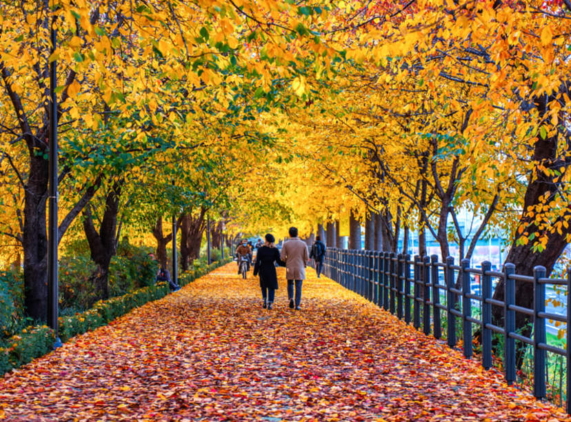 Couple strolling beneath colorful gingko trees in Seoul during autumn.