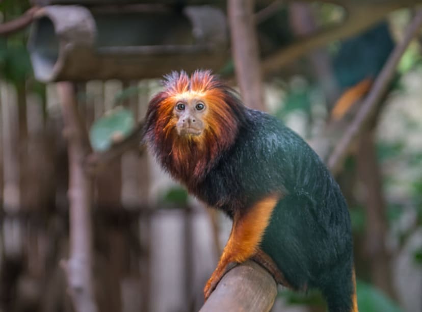 Golden-headed lion tamarin at Singapore Zoo.