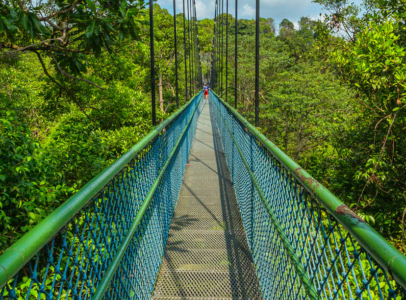 The Treetop Walks at MacRitchie Reservoir in Singapore