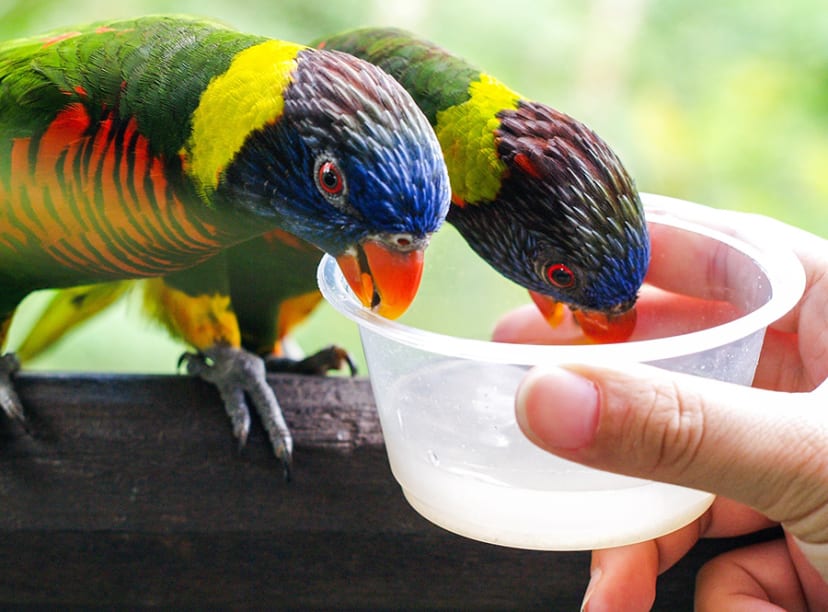 Jurong Bird Park Singapore