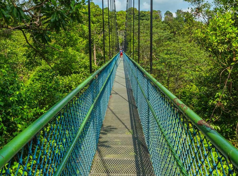 Singapore MacRitchie Resevoir