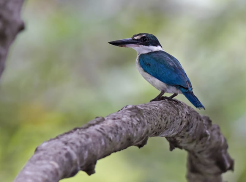 A collared kingfisher in Sungei Buloh Wetland Reserve, Singapore.