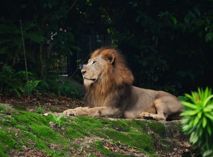 Lion at Singapore Zoo