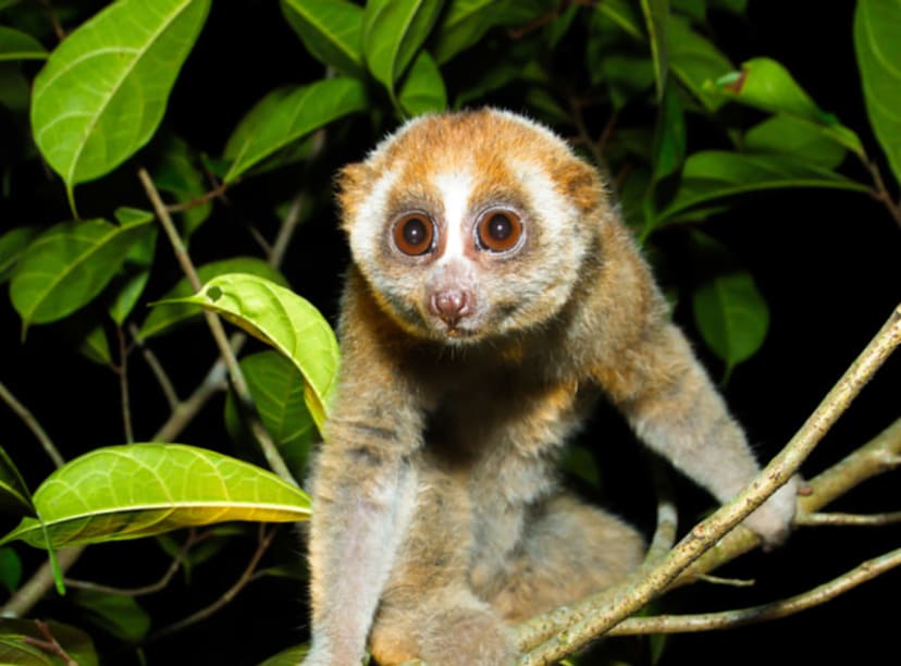 Loris in a tree.