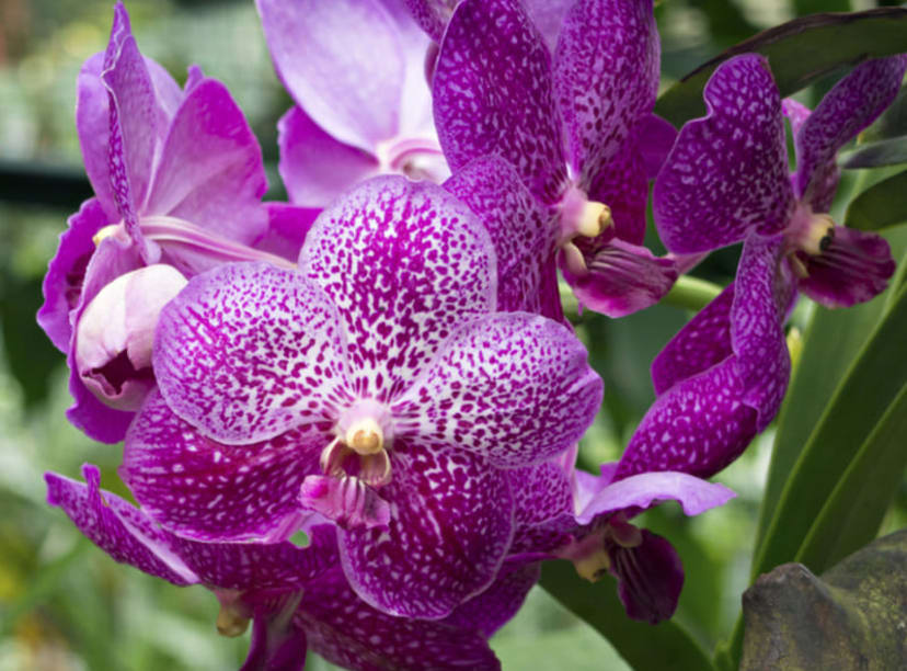 An orchid in bloom at the National Orchid Garden in Singapore.