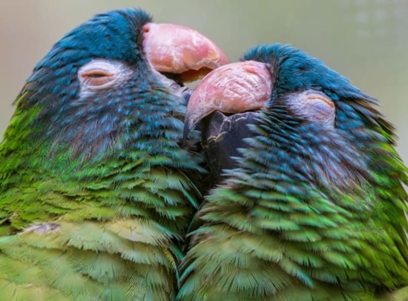 A pair of parrots at Bird Paradise in Singapore.