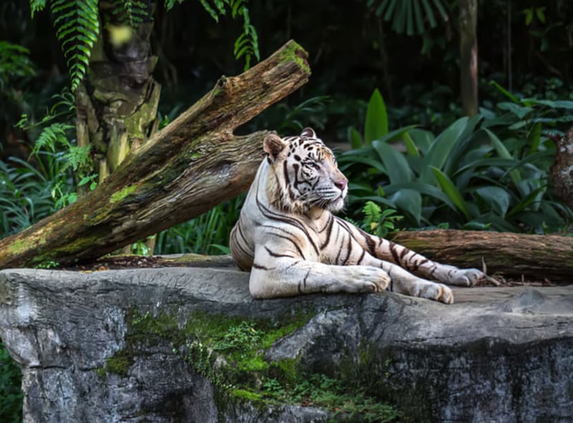 A white tiger basking on rocks at Singapore Zoo.