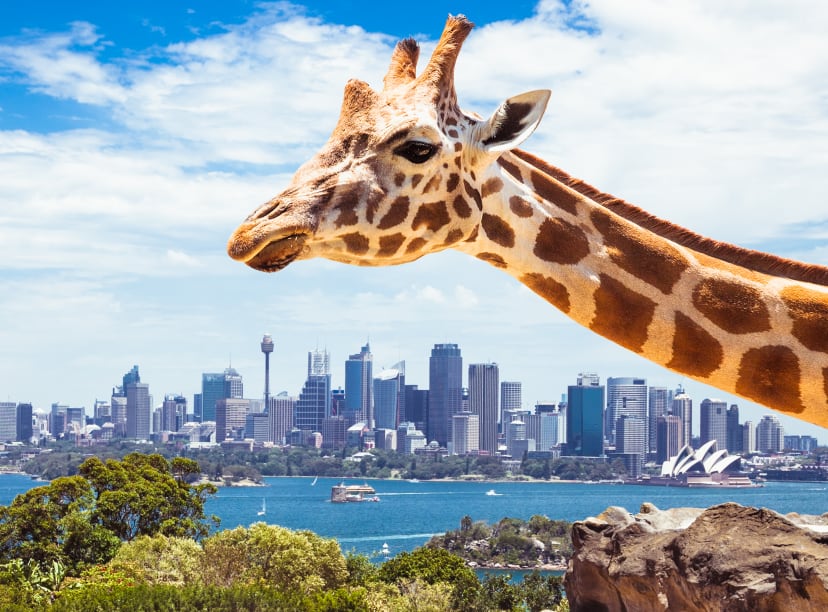 Taronga Zoo.jpg