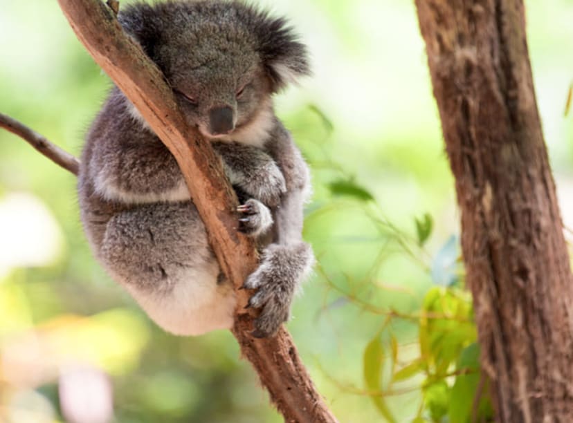 Koala bear pictured in a Sydney wildlife park