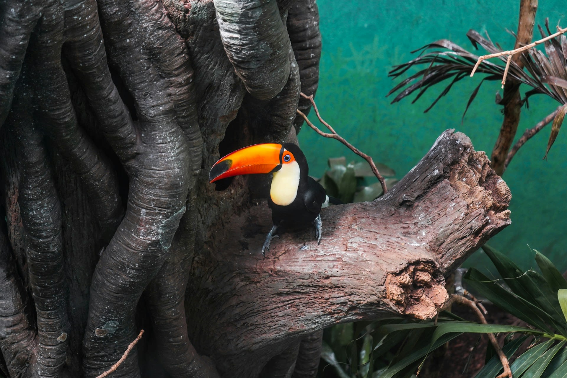 Toucan at Bronx Zoo