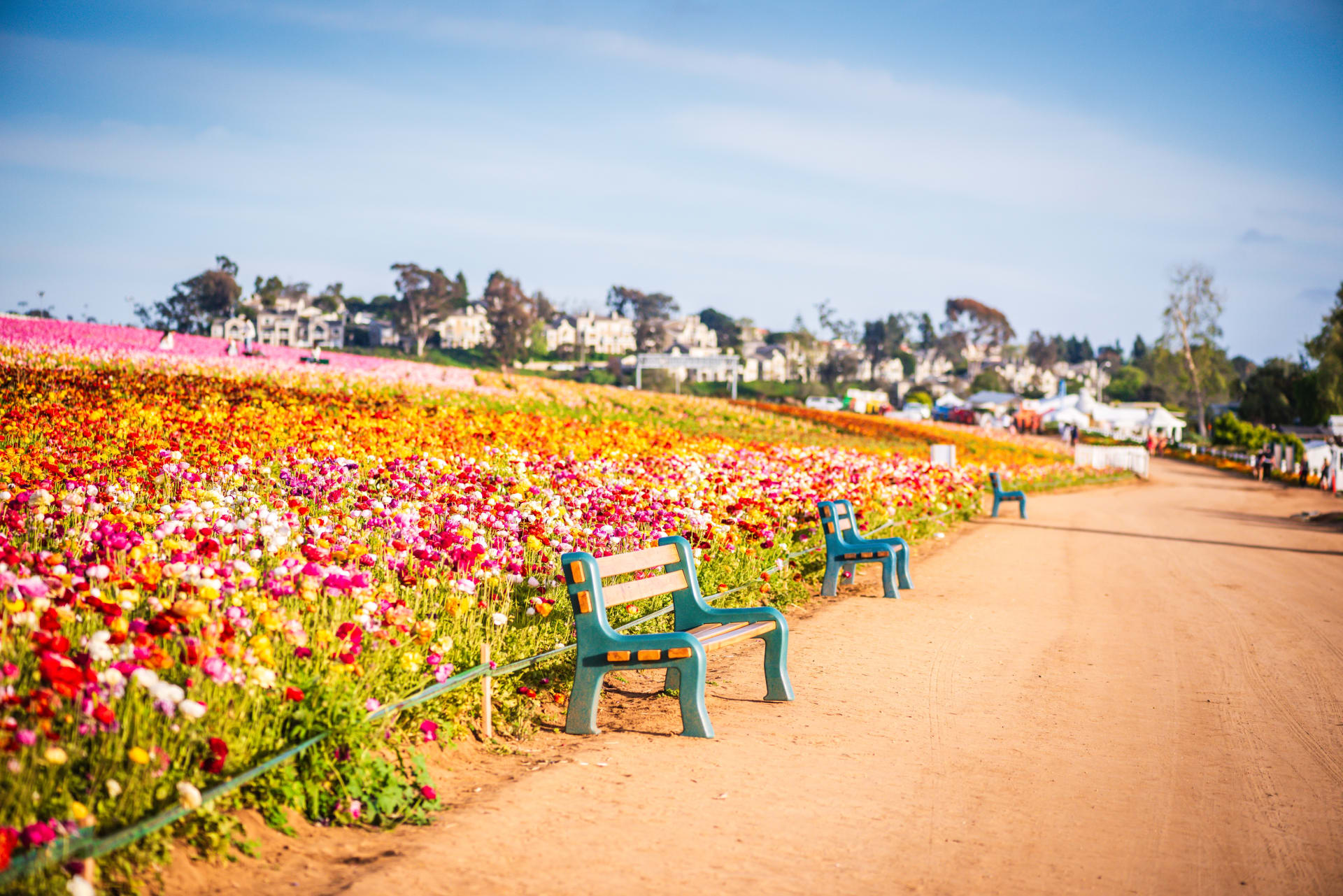 Carlsbad Flower Fields