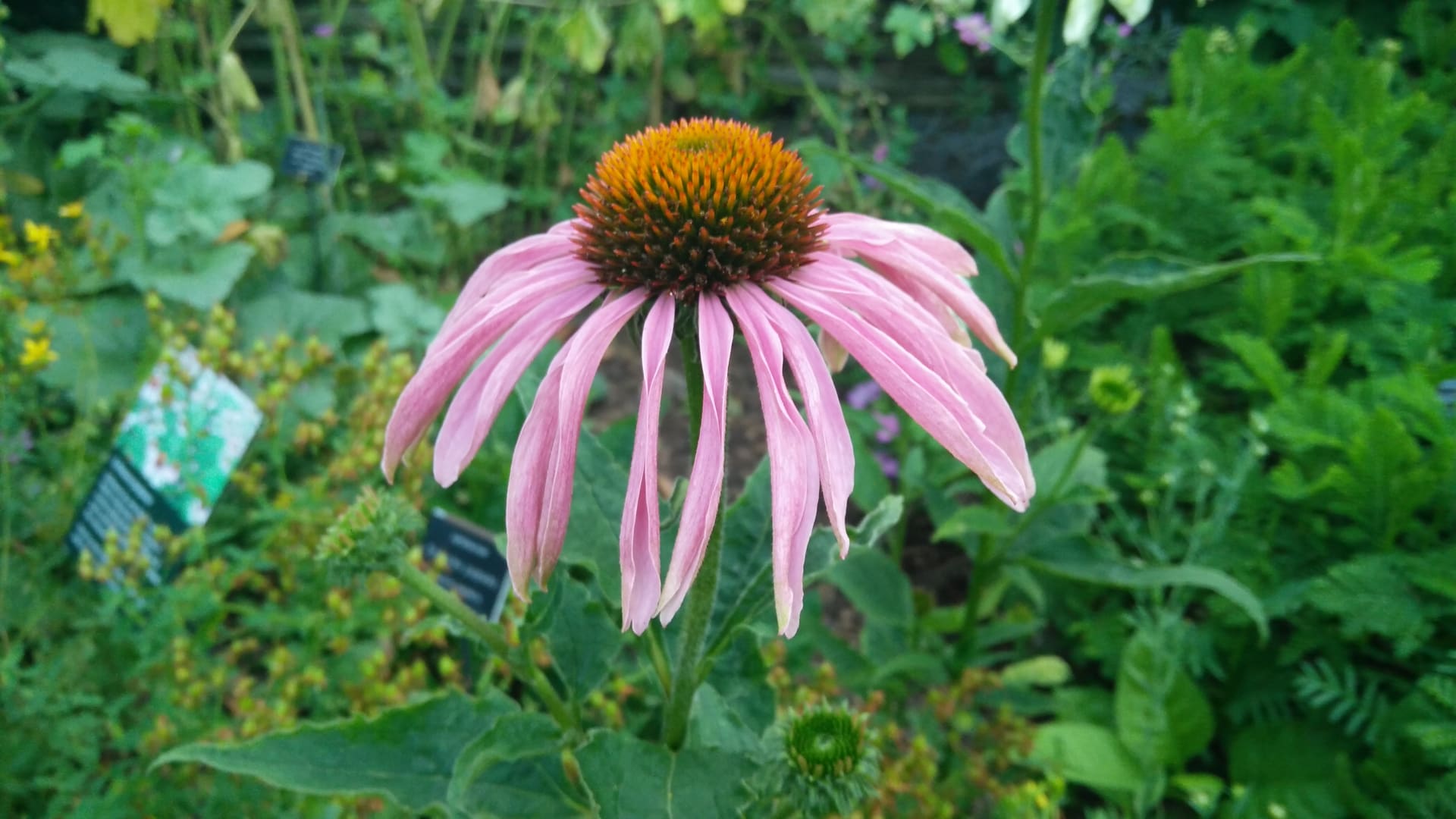 Chelsea Physic Garden 