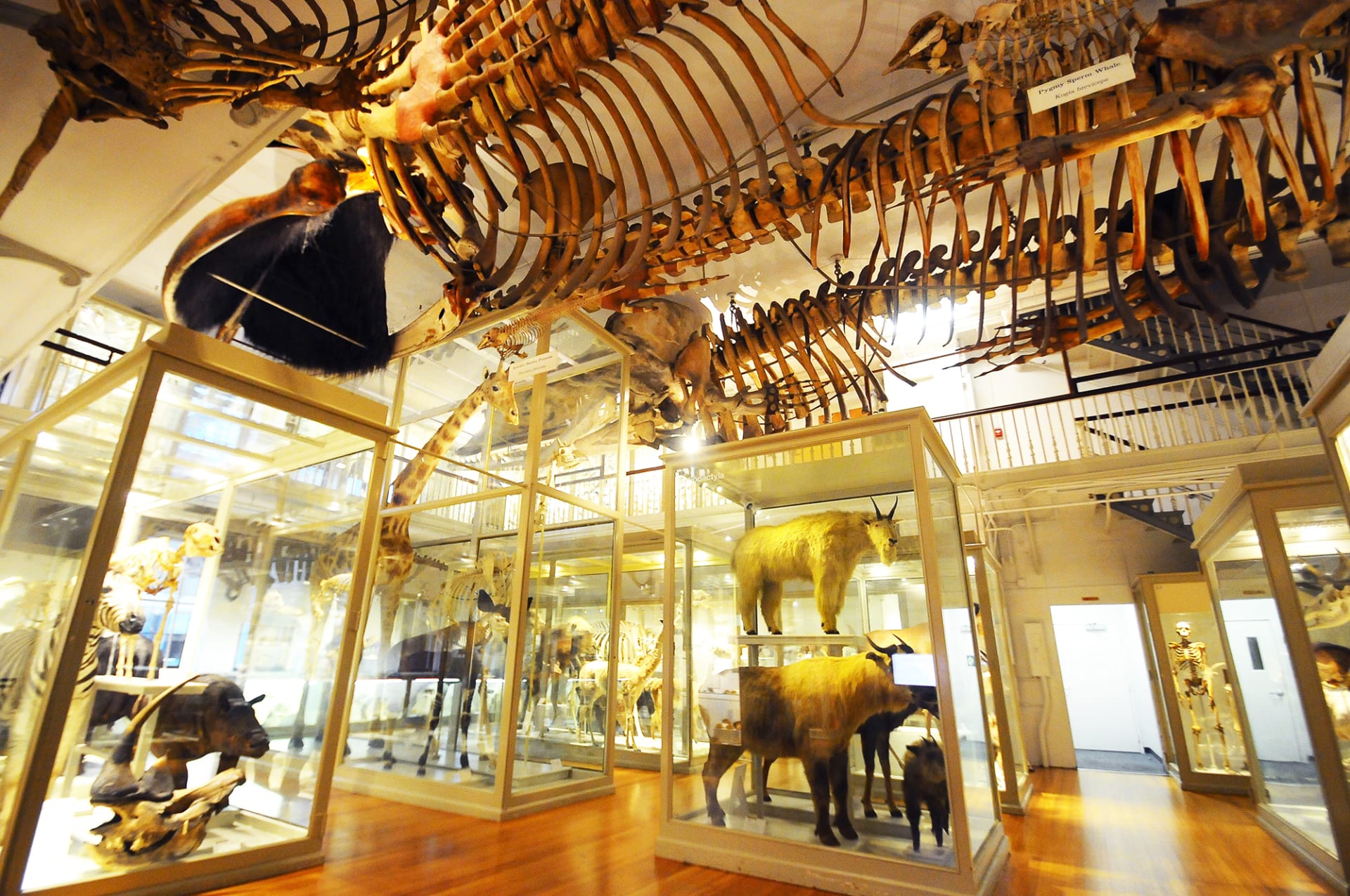 harvard museum of natural history