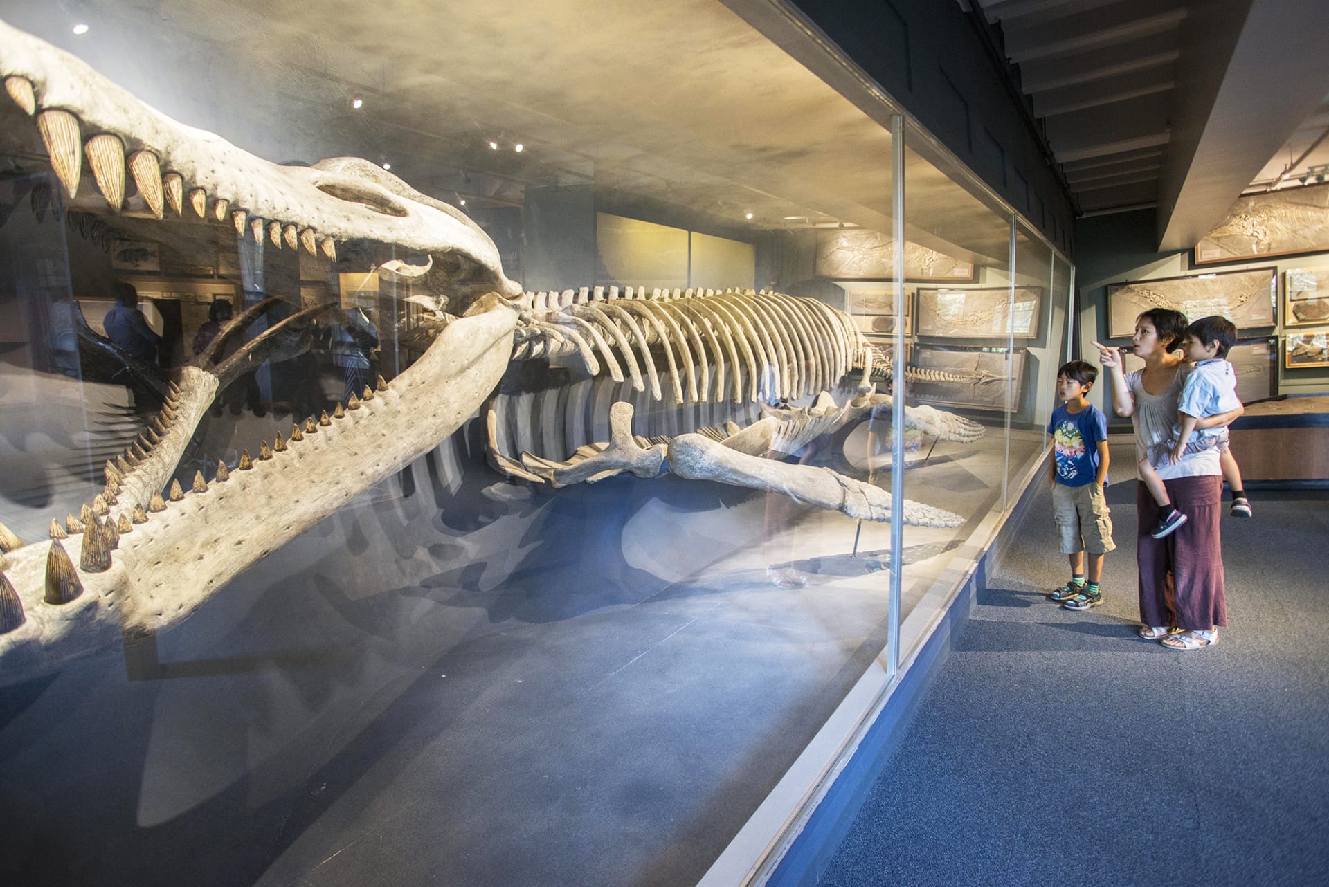 Harvard museum of natural history