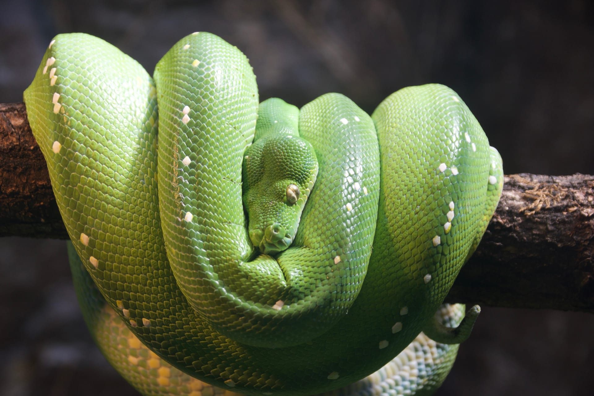 Zoológico de Londres